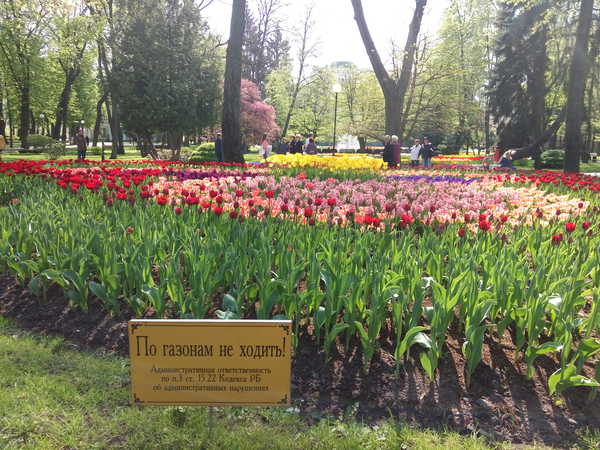 Тюльпани у Гомельському міському парку