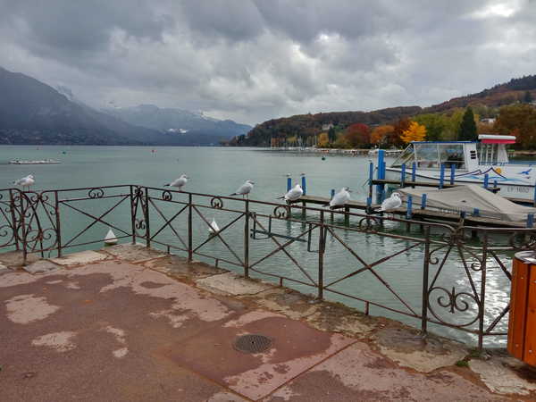 Annecy fails to follow the EU regulation on seagull spacing